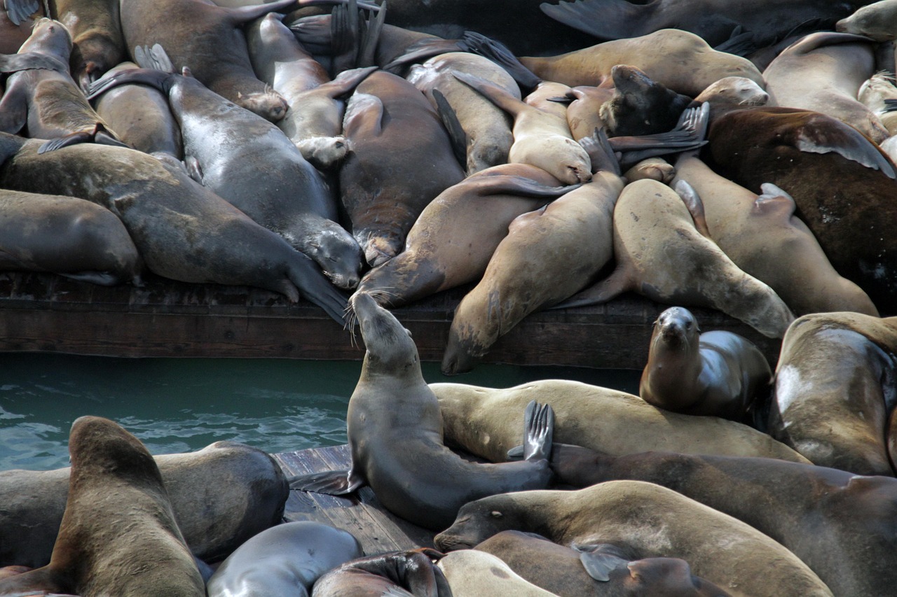 觅宝代理直播平台